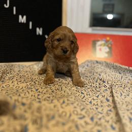 Cockapoo Puppies from Country J Canines