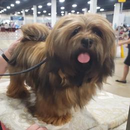 Tessa - Lhasa Apso