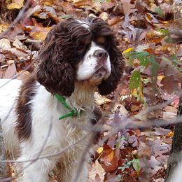 Cockapoos, Cocker Spaniels, and Goldendoodles from Pine Trace
