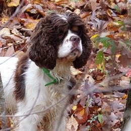 Cockapoos, Cocker Spaniels, and Goldendoodles from Pine Trace