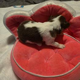 Chocolate spotted on white - Chocolate and white female Chihuahua puppy in Clarksville, Indiana from Fabulous little paws
