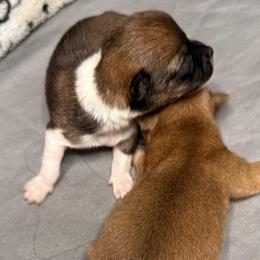 Drake - Chocolate and tan male Chihuahua puppy in Sherwood, Arkansas from Bartelt Breeders