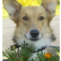 Pembroke Welsh Corgis from Pitter Patter Paws