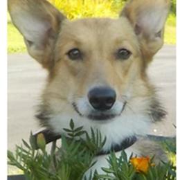 Pembroke Welsh Corgis from Pitter Patter Paws