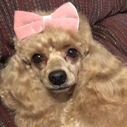 Rosie - Poodle