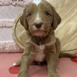 Briar - Red  male Goldendoodle puppy in Calhoun, Georgia from FamilyLoved Doodles