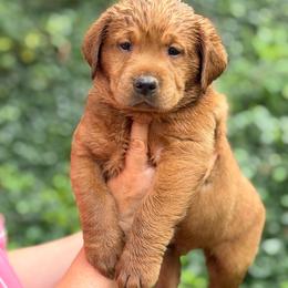 Leonardo - Yellow male Labrador Retriever puppy in Canton, Georgia from Dukes Retirevers