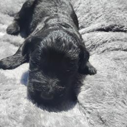 Ember - Black female Labradoodle puppy in Apache Junction, Arizona from Loving Doodle