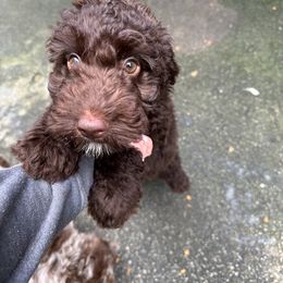 Millie - Brown and white Aussiedoodle puppy in Cleveland, Georgia from Oodle Farms