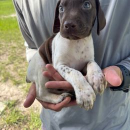 Girl 7 - Liver and white female German Shorthaired Pointer puppy in Morriston, Florida from Golden Pointers