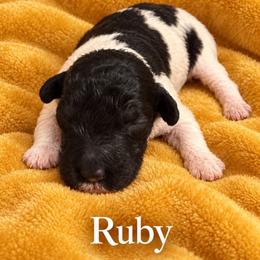 Ruby - Parti female Poodle puppy in Washington, Pennsylvania from Patriotic Poodles