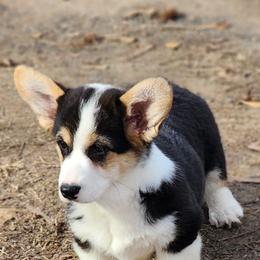 Pembroke Welsh Corgi Puppies from Hilltop Corgis