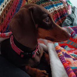 Taffy Waffy - Dachshund