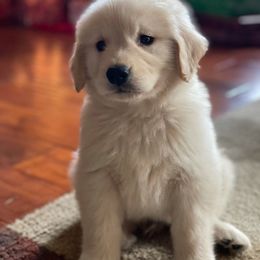 Golden Retriever Puppies from OPK Goldens