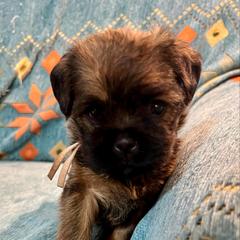 Scarlett - Black and tan female Brussels Griffon puppy in Easley, South Carolina from Full of Shih Tzus
