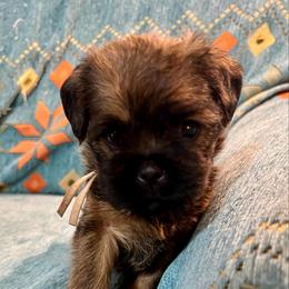 Scarlett - Black and tan female Brussels Griffon puppy in Easley, South Carolina from Full of Shih Tzus