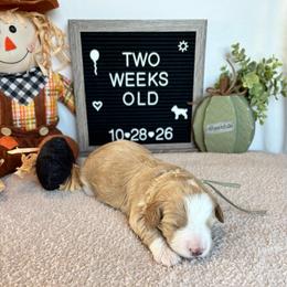 Hilda - Red female Bernedoodle puppy in Sparrows Point, Maryland from Rosie’s Puppies