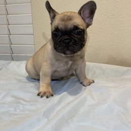 French Bulldog Puppies from Fabi's French Bulldogs