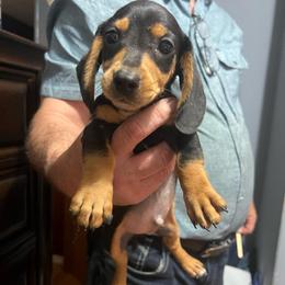 Jake - Black and tan male Dachshund puppy in Poplarville, Mississippi from Sarah’s Darling Dachshunds