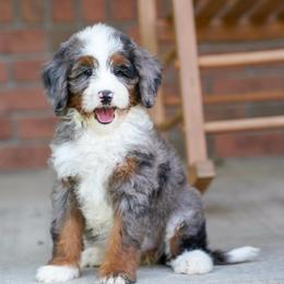Ella - Blue merle female Bernedoodle puppy in Dundee, Ohio from Down Home Doodle