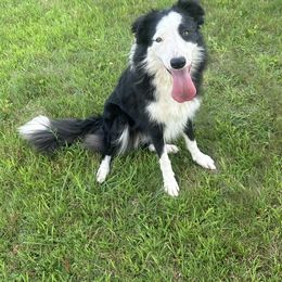 Sadie - Black and white female Border Collie puppy in Milton, Pennsylvania from C&C Border Collies