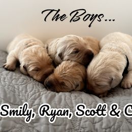 Golden Retriever Puppies from High Desert Goldens, LLC