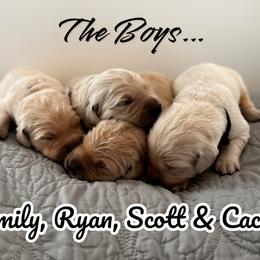 Golden Retriever Puppies from High Desert Goldens, LLC