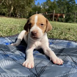 Girl 4 - American Foxhound puppy in Waxhaw, North Carolina from Setting Sun Kennel