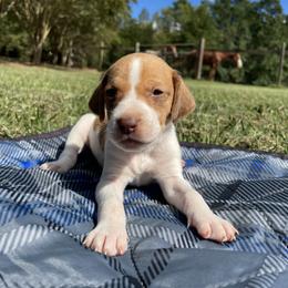 Girl 4 - American Foxhound puppy in Waxhaw, North Carolina from Setting Sun Kennel