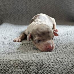 Clover - Dapple female Dachshund puppy in Indianapolis, Indiana from Englehaus Dachshunds