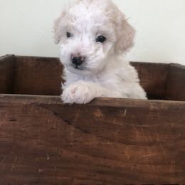 Poodle Puppies from Port Royal Poodles