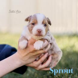 Sprout - Red merle male Miniature American Shepherd puppy in Herriman, Utah from Painted Blue Aussies