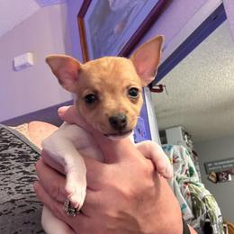 Pup A - White and tan male Toy Fox Terrier puppy in Clermont, Florida from Debbie Hiles's Toy Fox Terriers