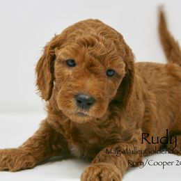 Goldendoodle Puppies from Magic Valley Goldendoodles