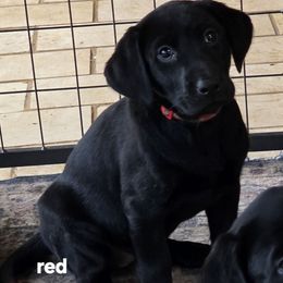 Red Collar - Black female Labrador Retriever puppy in Lenore, Idaho from Sunny Skies Retrievers