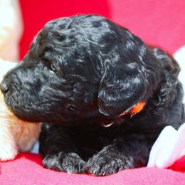 Puppy 10- Male - Parti male Poodle puppy in Crewe, Virginia from Whispering Woods Farms LLC