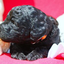 Puppy 10- Male - Parti male Poodle puppy in Crewe, Virginia from Whispering Woods Farms LLC