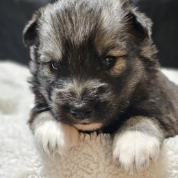 Siberian Husky Puppies from Anime Huskies