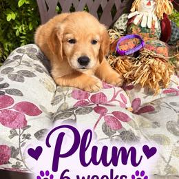 Purple Plum - Dark golden female Golden Retriever puppy in Apple Valley, California from Frankly Golden