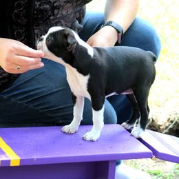 Boston Terrier and Italian Greyhound Puppies from 4Ever Boston Terriers & Italian Greyhounds