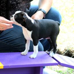 Boston Terrier and Italian Greyhound Puppies from 4Ever Boston Terriers & Italian Greyhounds