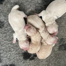 Pick 1 - Golden female Golden Retriever puppy in Jesup, Georgia from Painted Platinum Retrievers (Painted Platinum Kennel) PPK