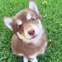 Belly (Pink Collar) - Red and white female Siberian Husky puppy in Warwick, Rhode Island from Young Orchard Siberians