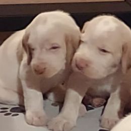 Spinone Italiano Puppies from Maple Hollow Spinone