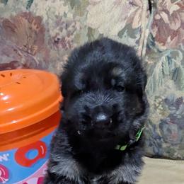 German Shepherd Puppies from McLaughlin German Shepherds