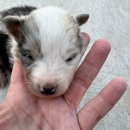 Roly - Blue merle white and tan male Shetland Sheepdog puppy in Kerville, Texas from Cedar Hill Kennels