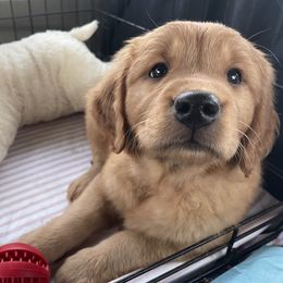 Golden Retriever Puppies from Joyfully Golden