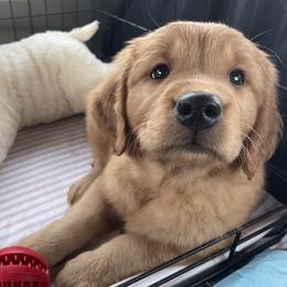 Golden Retriever Puppies from Joyfully Golden