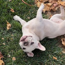 Londyn - French Bulldog