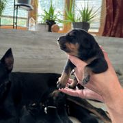 Beauceron Puppies from Shepherd's Heart Beaucerons